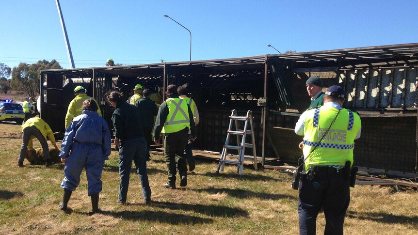 Individual sheep had to be released by hand from the truck which rolled on the highway laden with stock.