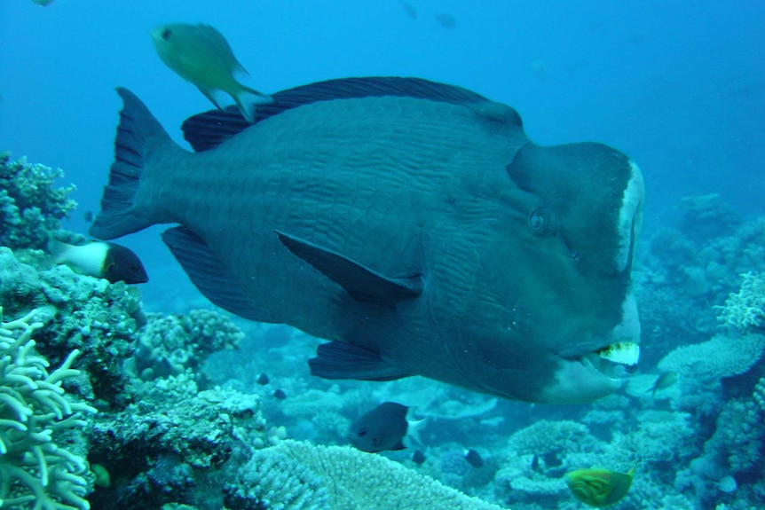 A large Bumphead Parrotfish swims on a reef surrounded by other fish.