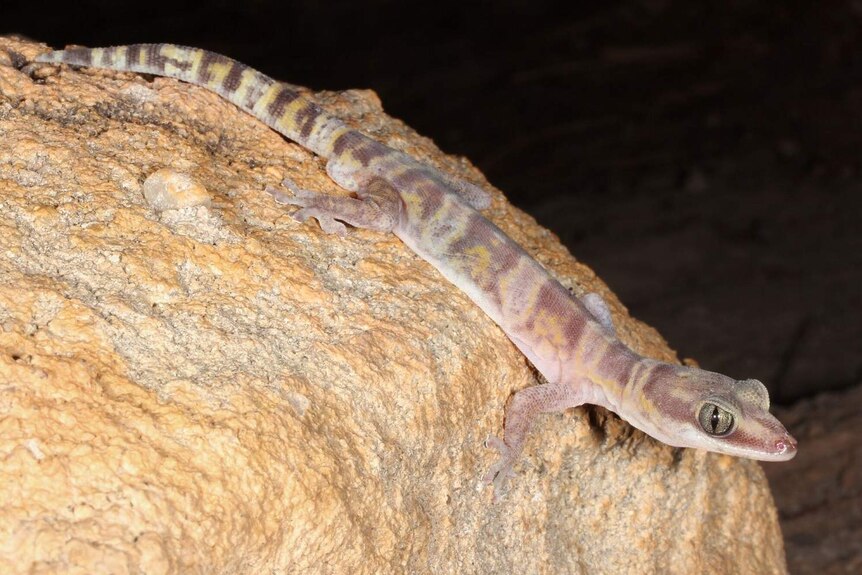 Pink, yellow and brown gecko with silver eyes sits on rock.