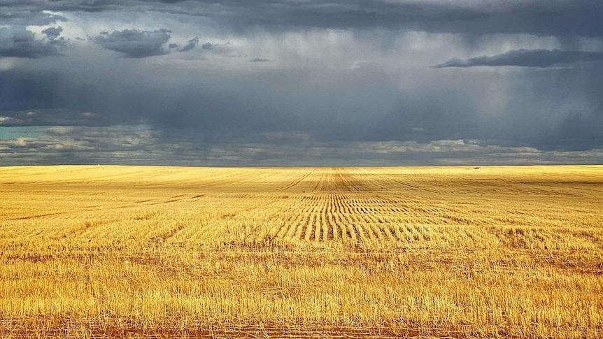 A wheat stubble with dark storm storm clouds in the background.