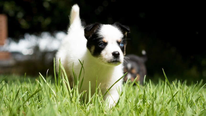 Dasher the doberman-huskie cross puppy has a run on the lawn.