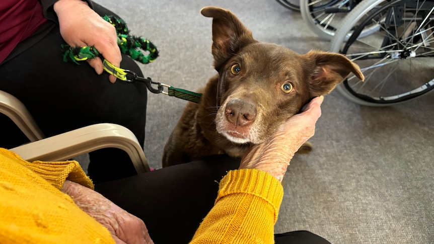 a brown kelpie staring up at the camera while being pet by an elderly lady's hand