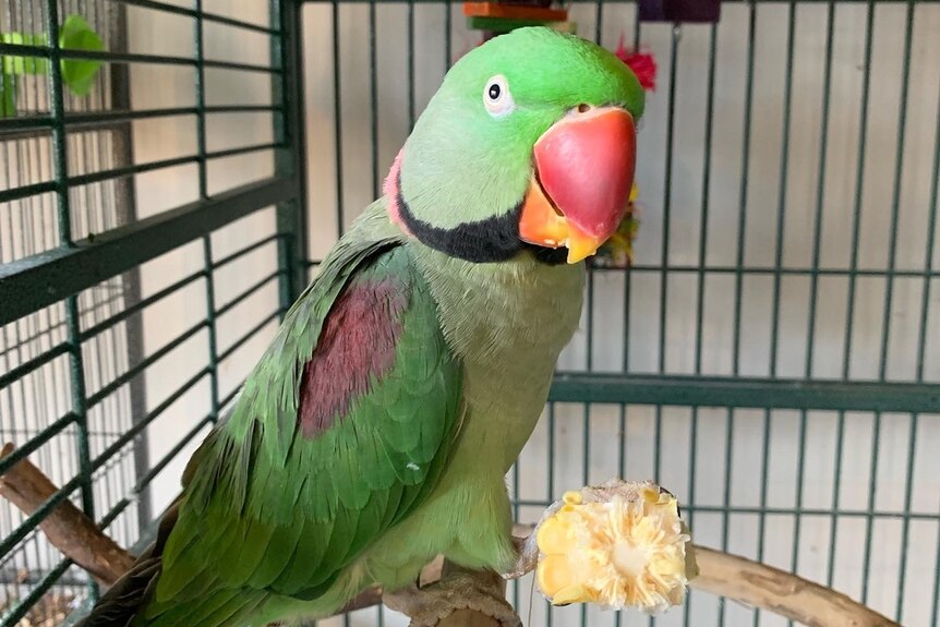 A green and red parrot in a cage