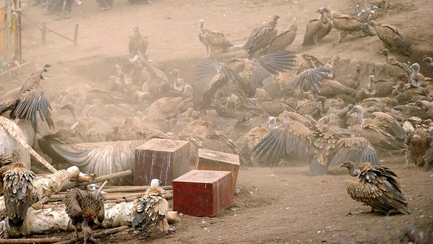 Eurasian Griffon vultures gather to eat during a sky burial at Seda Monastery.