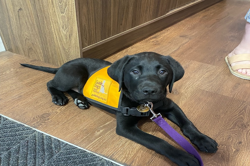 A black Labrador lying on the flood wearing an orange guide dogs vest