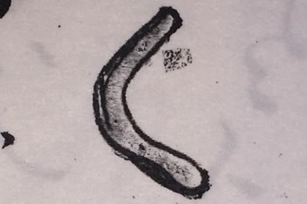 A drawing Nick Russell believes to be a boomerang