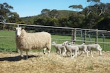 Mum to four lambs