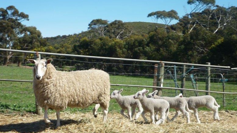 Mum to four lambs
