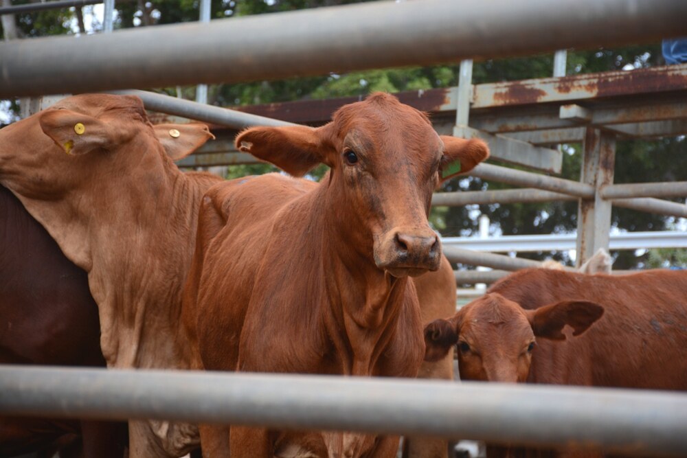 Clermont's graziers and agents happy with results at latest cattle sale