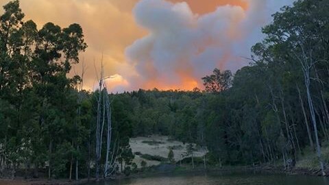 The glow of a fire through thick bushland.