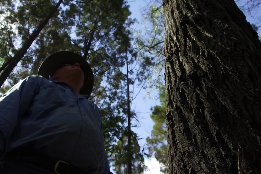 Vince Collins stands under a cypress tree.