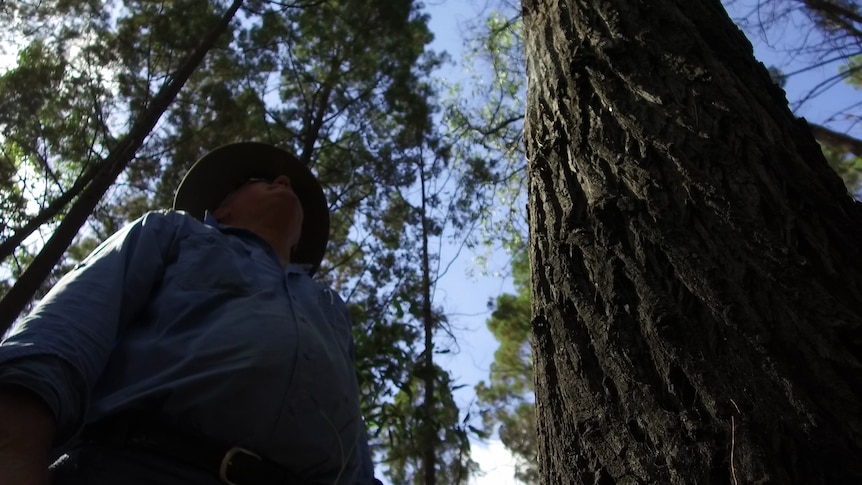 Vince Collins stands under a cypress tree.