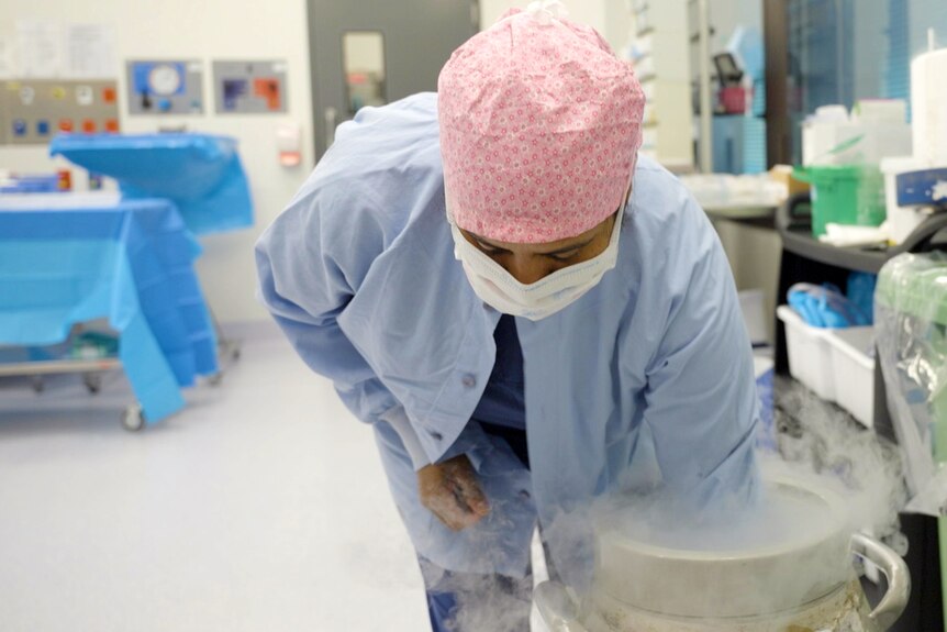 A hospital worker reaches into an esky to get a small piece of donated heart tissue.