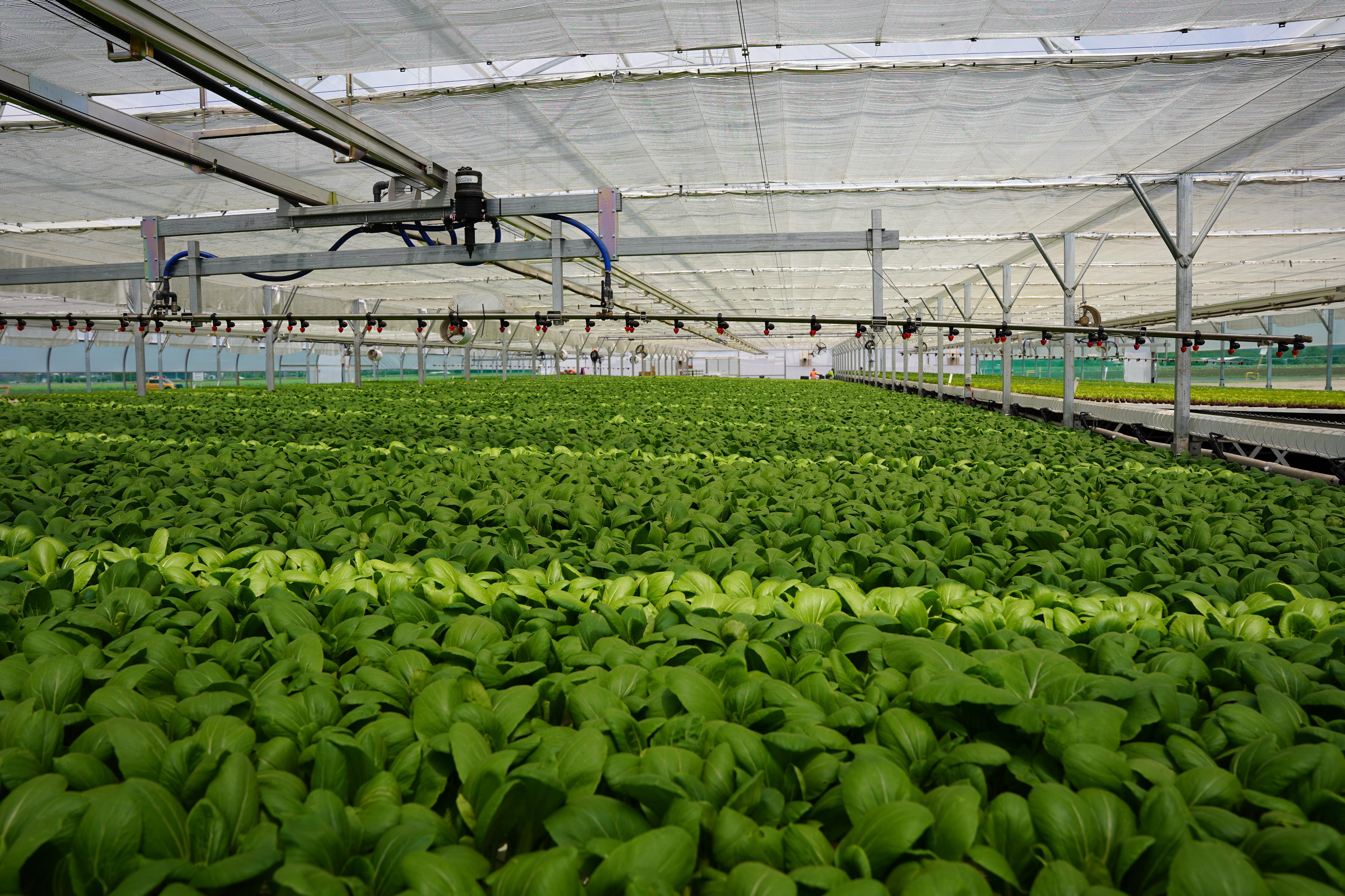 Vertical farms, indoor crops a growing trend as climate change drives
