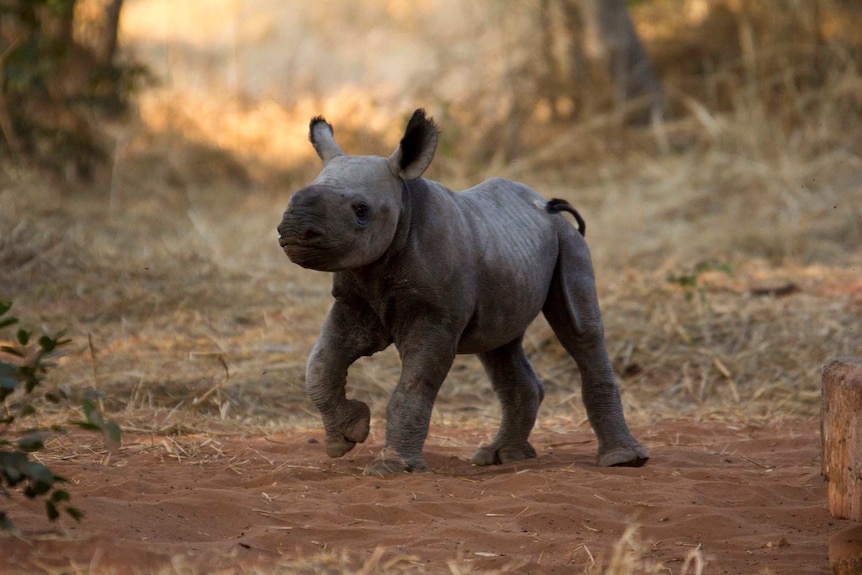 Juvenile black rhino 'Misinzo', Stanley & Livingstone Private Game Park