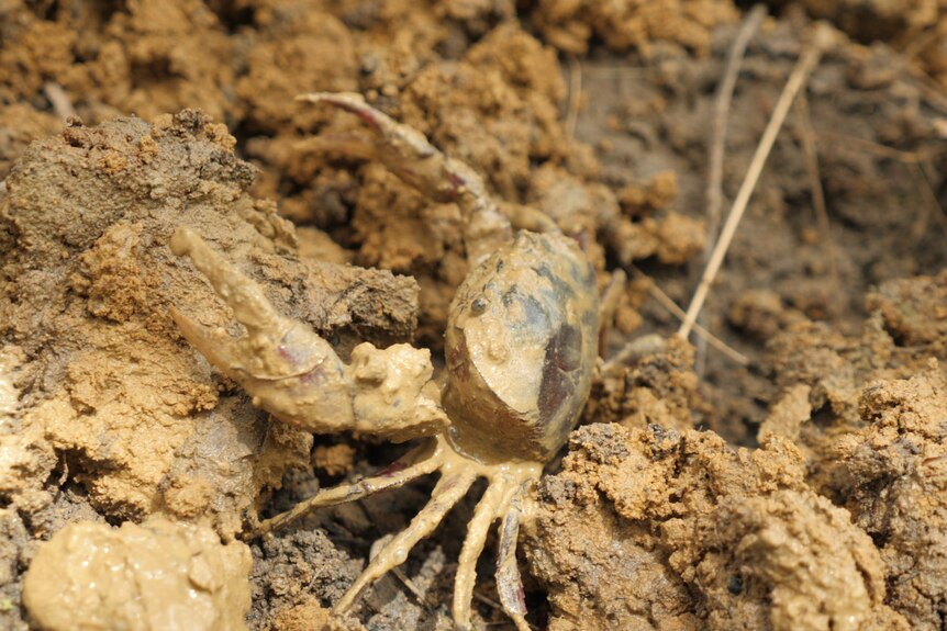 A closeup of a male crab, with a big claw, covered in brown mud. 