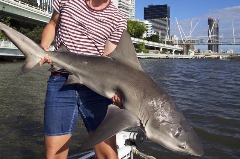 A person holding a bull shark near the Brisbane River.