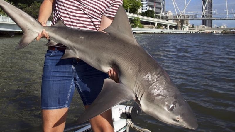 Bull shark William Jolly 4