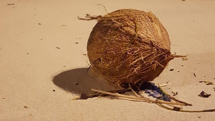 Drive on Monday, with coconuts washed up on a Hobart beach