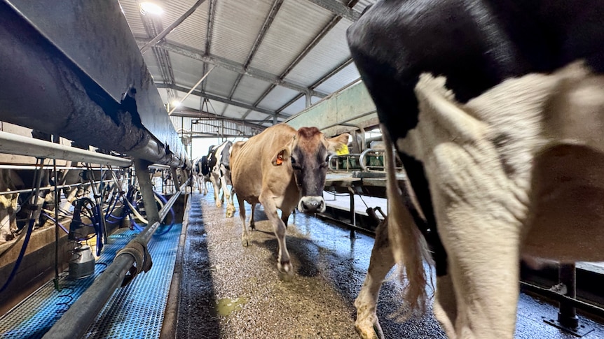 A line of cows walk into one side of the bales to get ready to be milked.