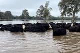 Lots of cattle in floodwaters surrounded by submerged trees. 