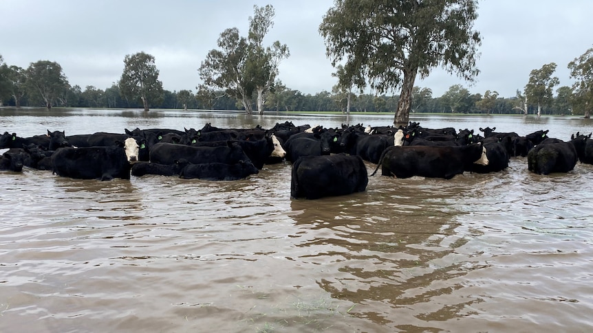 Lots of cattle in floodwaters surrounded by submerged trees. 