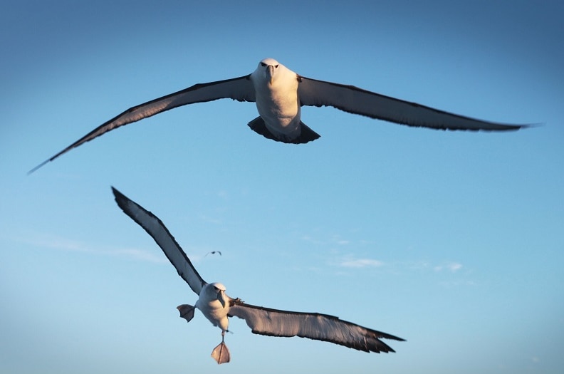 Two albatrosses in flight.