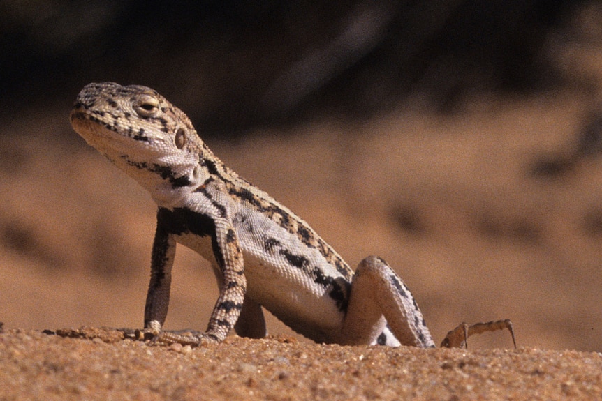 and white, yellow and black small lizard standing on dirt 