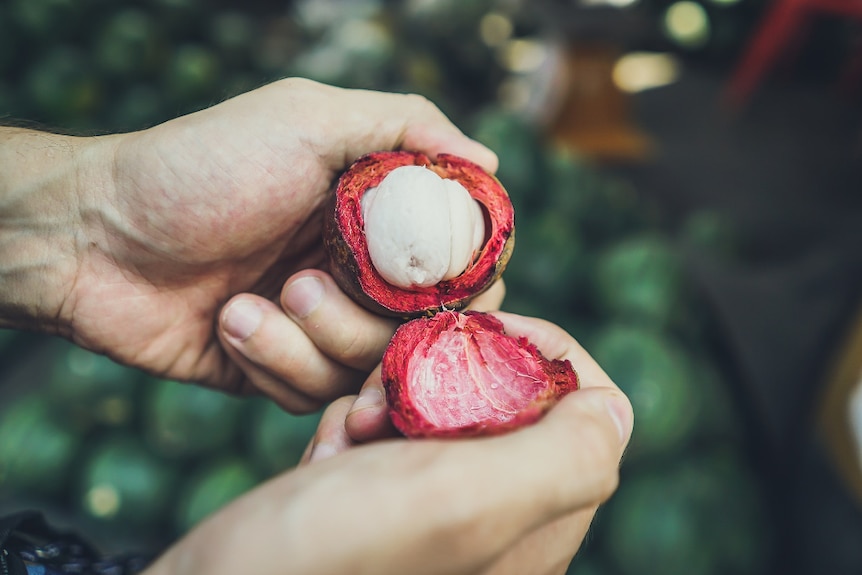 A pair of hands hold two halves of a cut open mangosteen, the left side showing it's pale interior flesh.