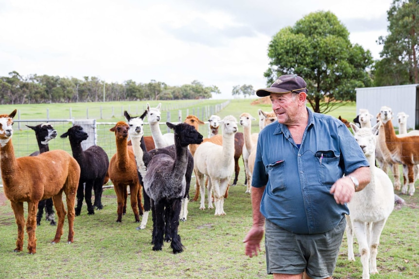 A man in shorts, shirt and hat walks ahead of an alpaca herd