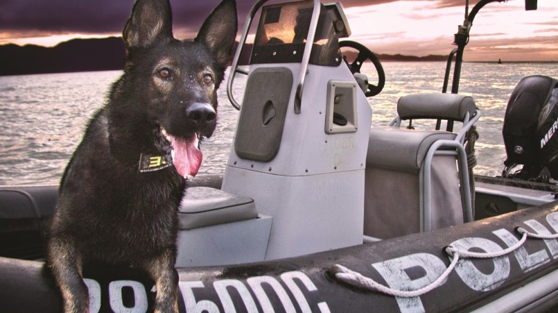 A police dog sits on the front of an inflatable boat