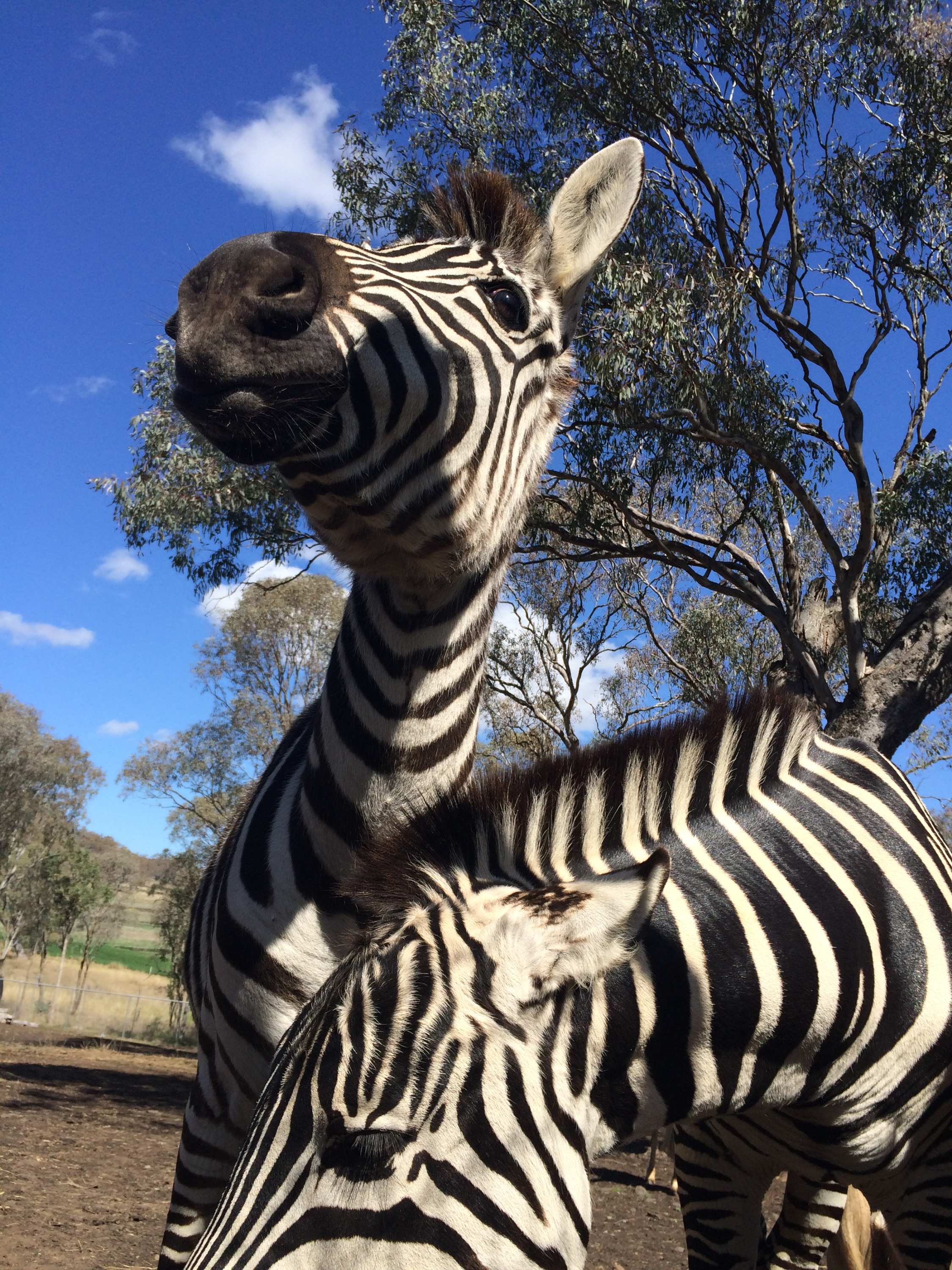 Darling Downs Zoo brings a taste of Africa to small Queensland town of