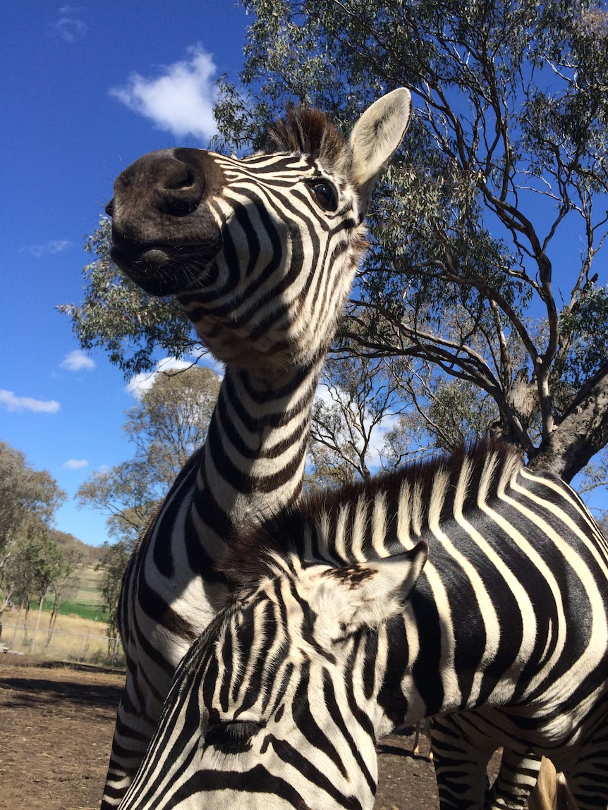 Darling Downs Zoo