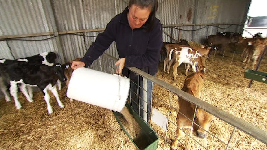 Bec Casey tends to the cattle on her dairy farm in Inverloch.
