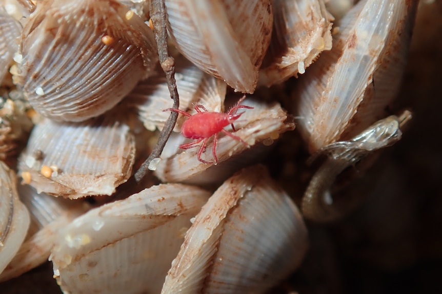 Small pink mite among barnacles