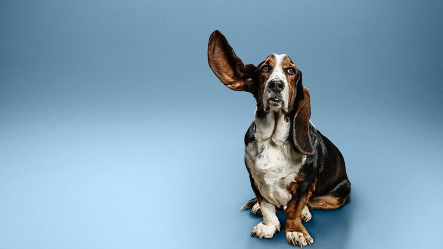 Funny image of Basset hound with one ear raised