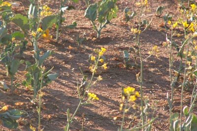 Failed canola