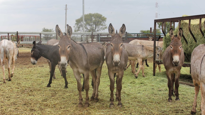 Feral donkeys can protect livestock from wild dogs