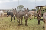 Feral donkeys can protect livestock from wild dogs