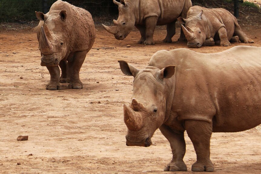Monarto Zoo rhinos