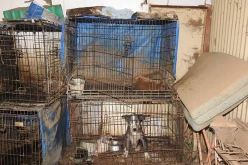 Four animal cages stacked up in dirty conditions, a sad looking dog sitting in the lower bottom right cage