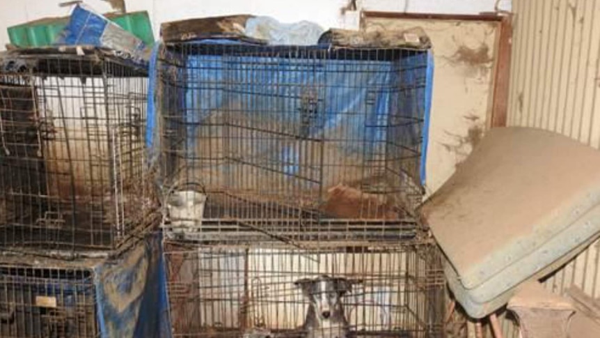 Four animal cages stacked up in dirty conditions, a sad looking dog sitting in the lower bottom right cage