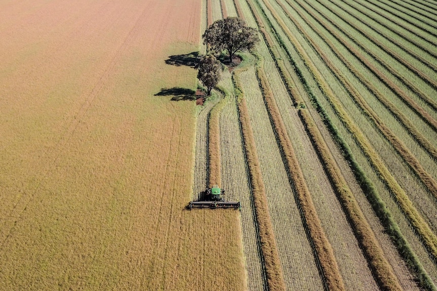 A large green header in the middle of a canola crop, half the field has been windrowed, trees in paddock.