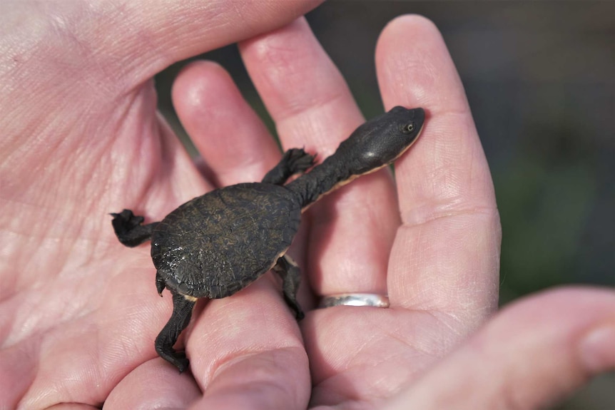 A freshwater turtle hatchling on a human hand.