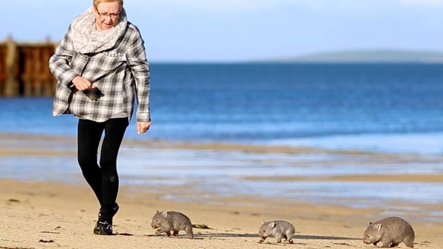 Tourists walks along the beach with wombats on Flinders Island.