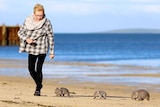 Tourists walks along the beach with wombats on Flinders Island.