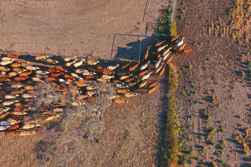 Aerial view of Outback Cattle mustering featuring herd of livestock.