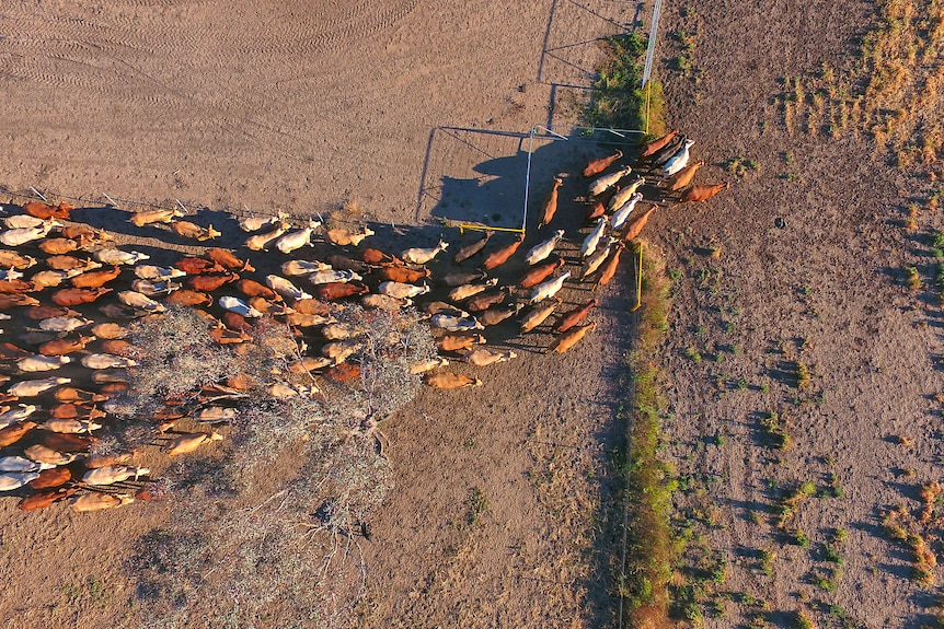 Aerial view of Outback Cattle mustering featuring herd of livestock.