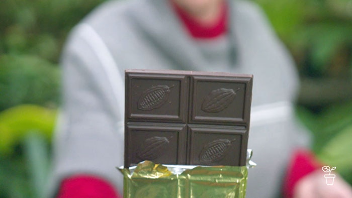 Close up of chocolate bar with cocoa fruit embossed on the squares