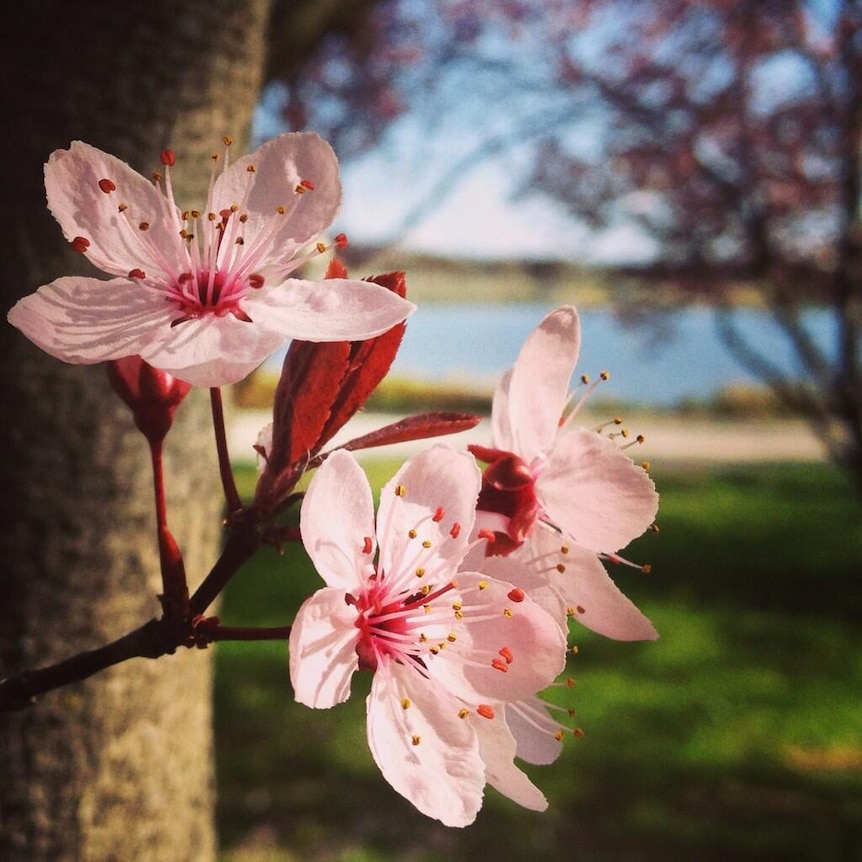 Close-up of blossoms in Canberra.